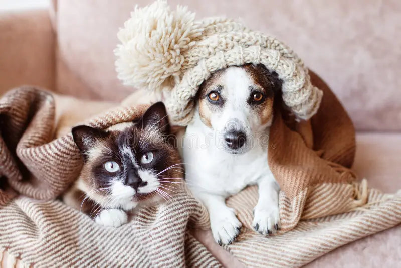 How to Create the Perfect Cozy Space for Your Pet